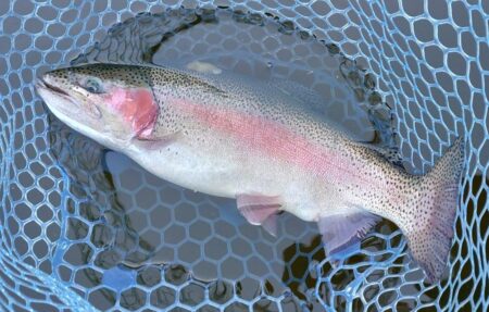 魚が強い！ ～岡崎トラウトポンド～